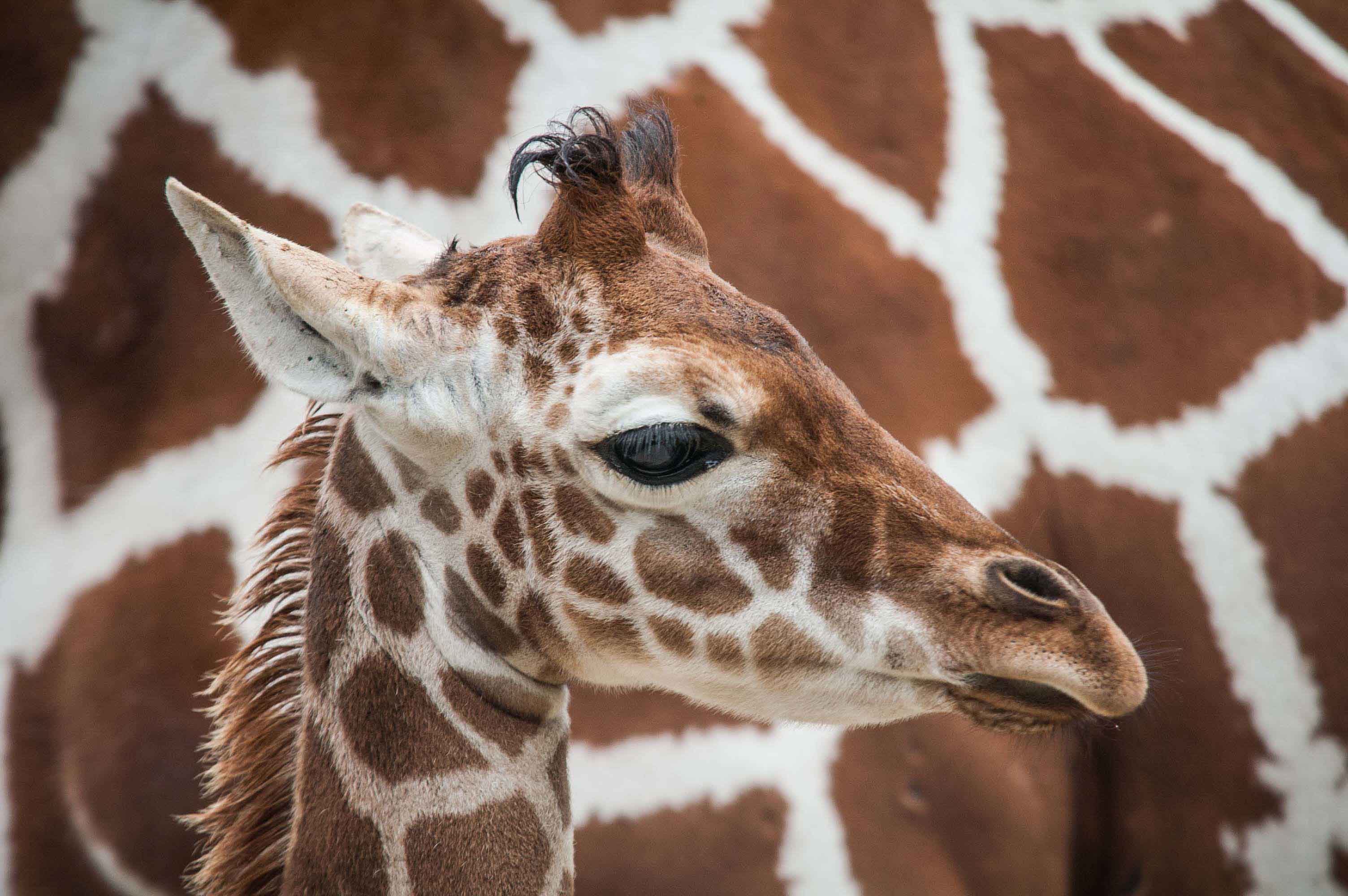 dieren-zoo